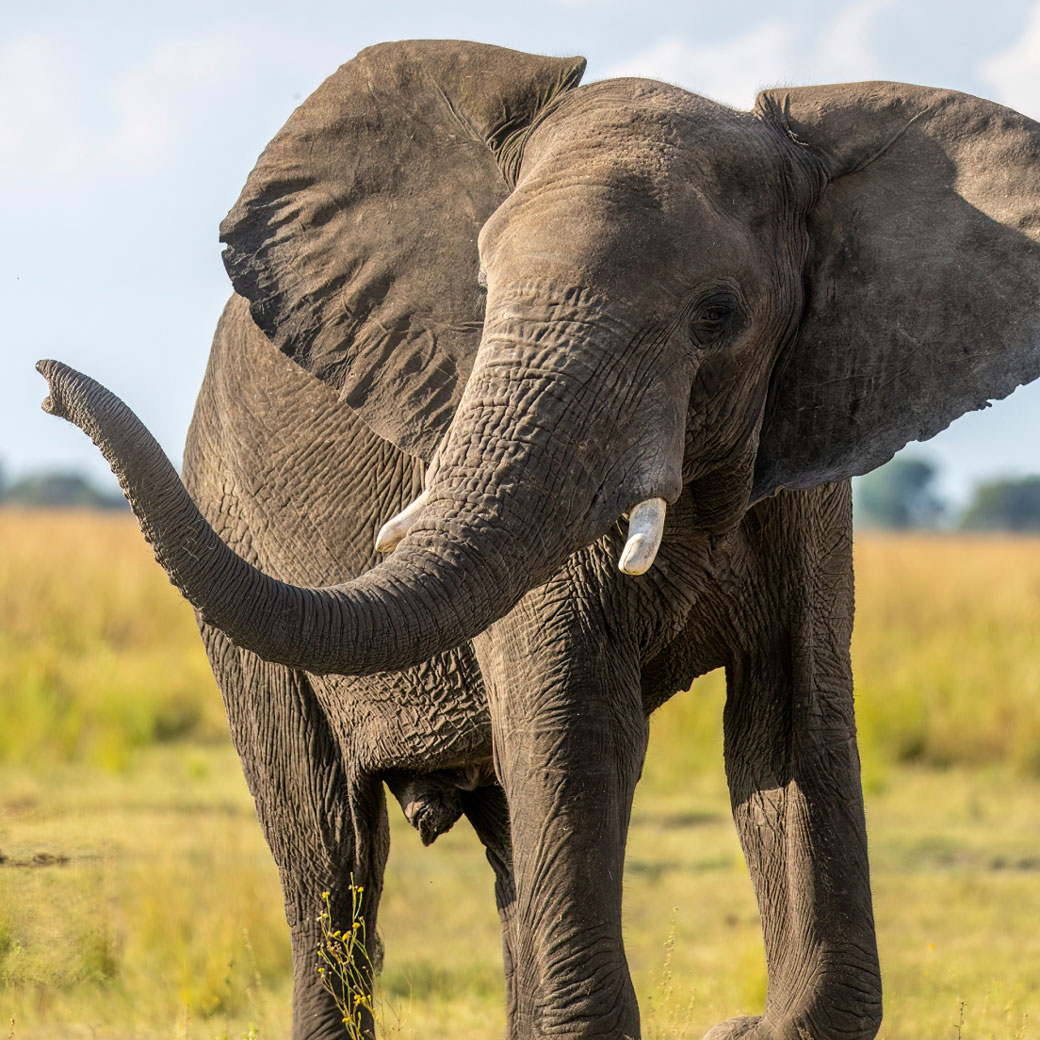 hero image of a elephant