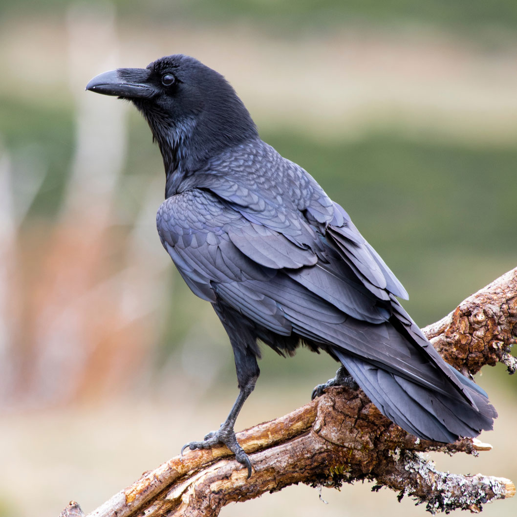 hero image of a raven