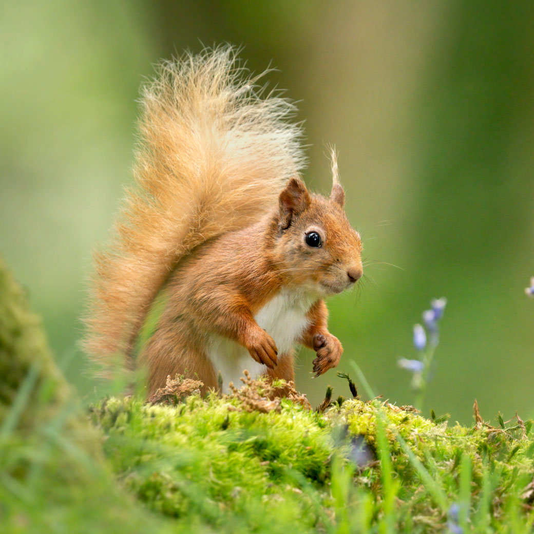 photo of a red squirrel